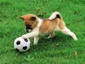 Oyunu Oyunlu yavru köpek açık havada bulmaca çevrimiçi