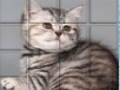 Oyunu PicPu kedi  çevrimiçi