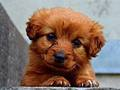 Oyunu Yavru Köpek Bulmacası çevrimiçi