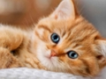 Oyunu Kittens Yapboz Koleksiyonu  çevrimiçi