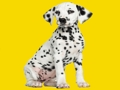 Oyunu Phantom Pups Yapboz  çevrimiçi