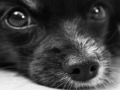Oyunu Köpek Yapboz  çevrimiçi