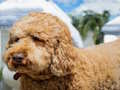 Oyunu Labradoodle Yapboz  çevrimiçi