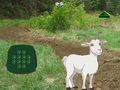 Oyunu Keçi Çocuğu Bul  çevrimiçi