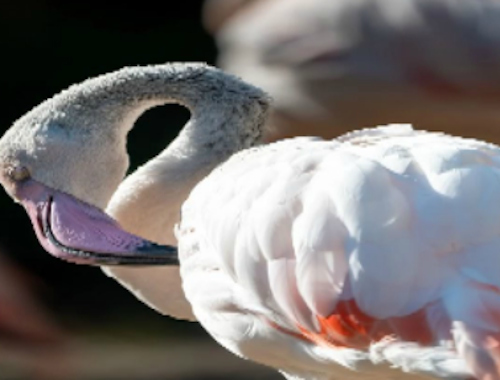 Oyunu Flamingo Kuşu Yapboz  çevrimiçi