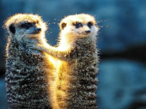 Oyunu Meerkat Çift Jigsaw  çevrimiçi
